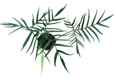 Philodendron Polypodioides House Plant 17 cm Pot