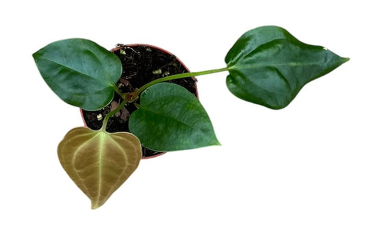 Anthurium Napo 8cm Pot 10cm Height House Plant