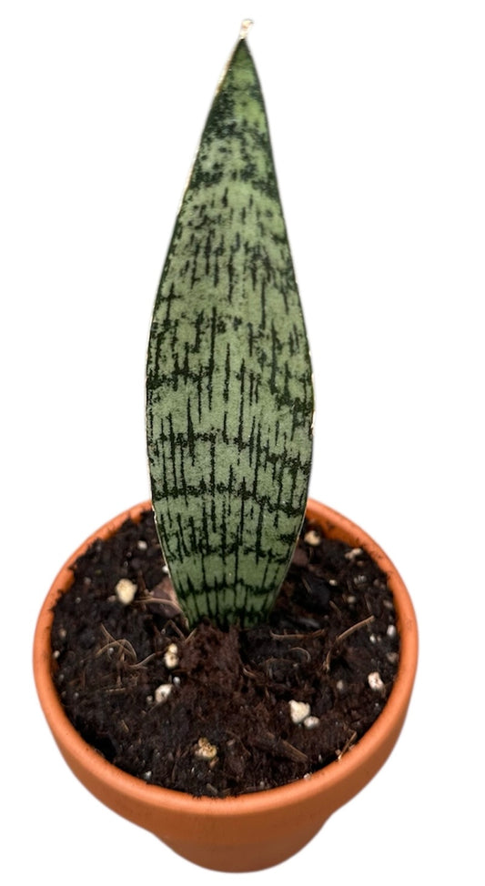 Sansevieria Everest 8cm Pot 15cm Height House Plant