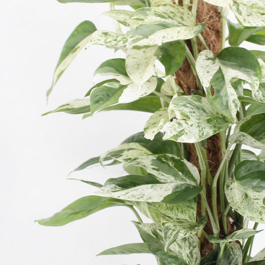 55 - 65cm Variegated Marble Pinnatum on mosspole Pothos 17cm Pot House Plant