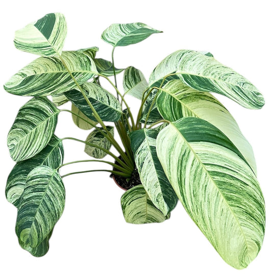 Stromanthe Rolandicus 21cm Pot House Plant