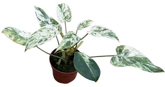 Philodendron Emerald Queen House Plant 10.5cm Pot