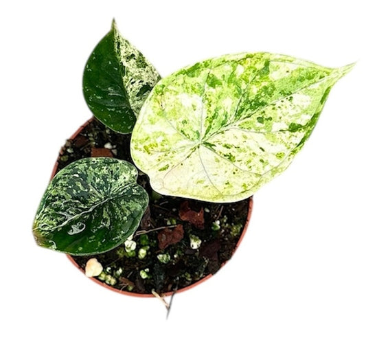 Alocasia Dragon Scale mint 8cm Pot 15cm Height House Plant