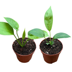 Anthurium Double - Wendlingeri & Vittarifolium - 6cm Pots