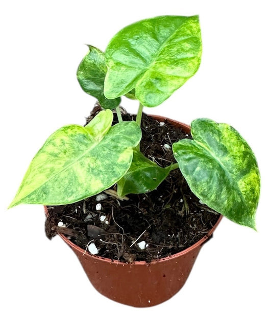 Alocasia Gageana Aurea 8cm Pot 10cm Height House Plant