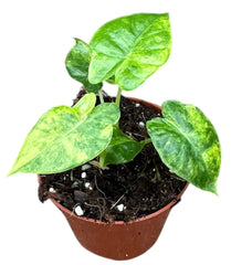 Alocasia Gageana Aurea 8cm Pot 10cm Height House Plant