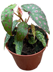 Begonia Malachosticta 8cm Pot 10cm Height House Plant