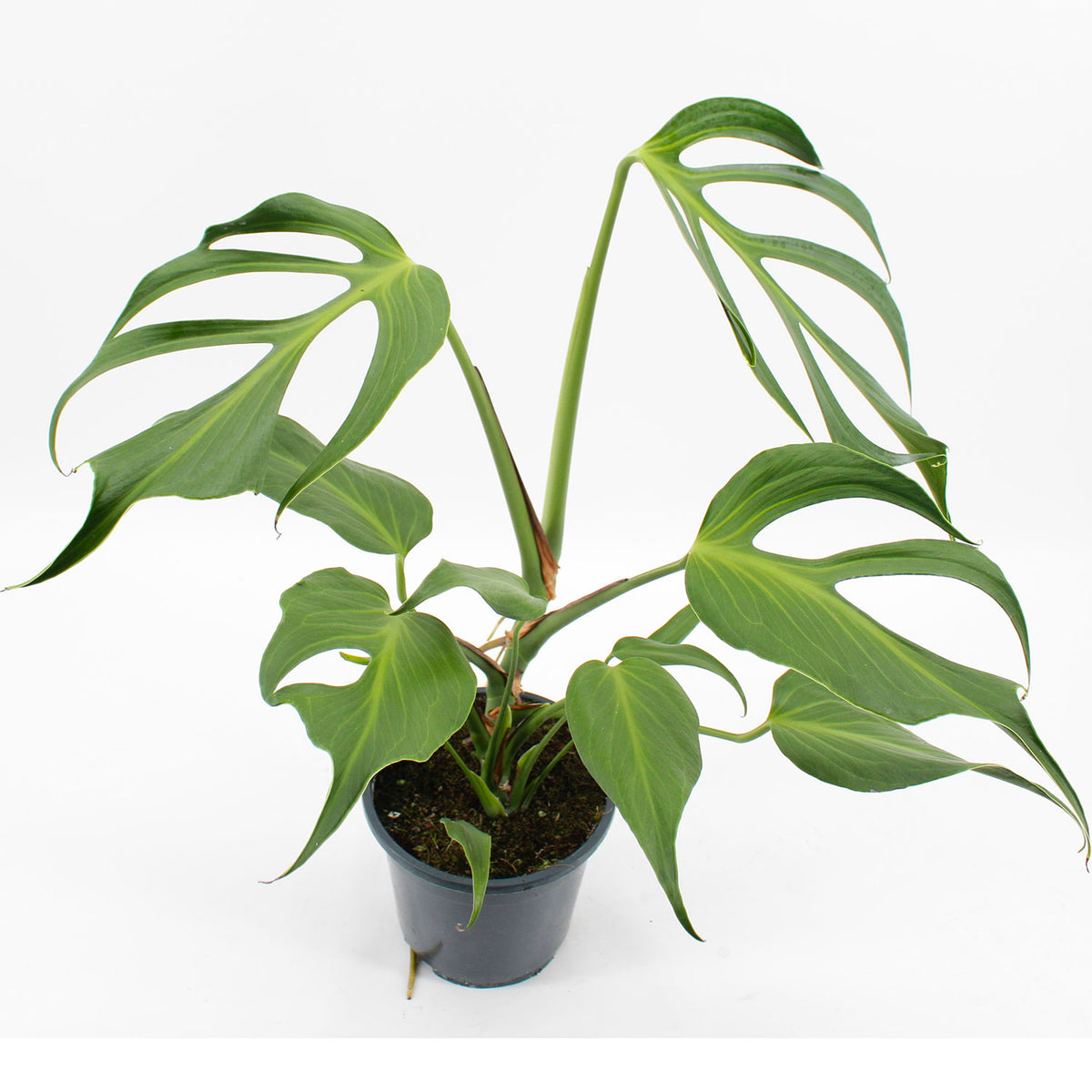 30 - 40cm Mature Monstera Burle Marx Flame 17cm Pot
