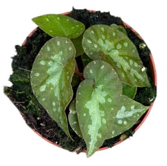 Begonia Silver Moon 8cm Pot 15cm Height House Plant