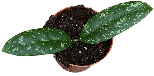 Hoya sp Aceh 10.5cm Pot 15cm Height House Plant