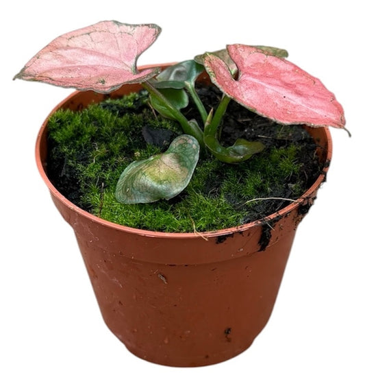 Syngonium Orm Nak 8cm Pot 10cm Height House Plant