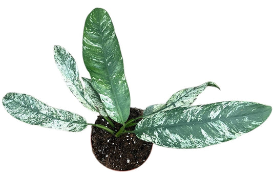 Epipremnum Giganteum Marble House Plant 14cm Pot
