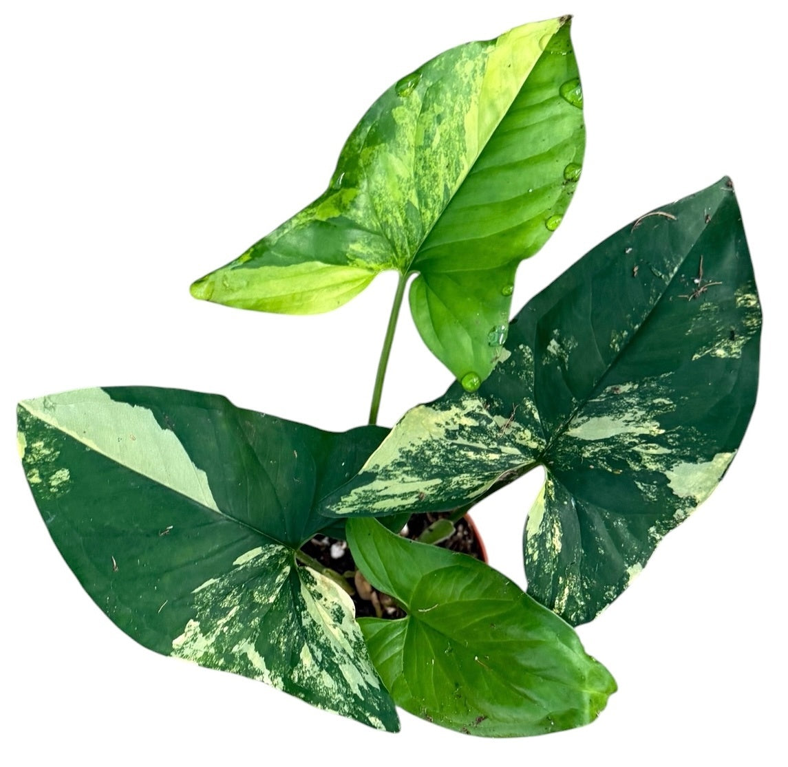 Syngonium Aurea 9cm Pot 15cm Height House Plant