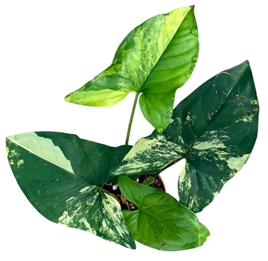 Syngonium Aurea 9cm Pot 15cm Height House Plant