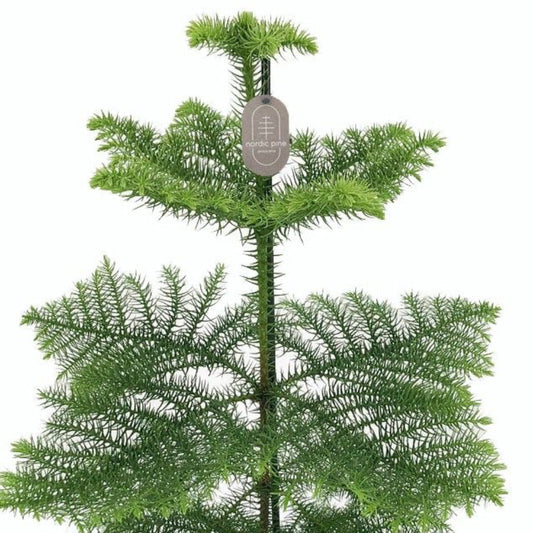60 - 80cm Norfolk Pine Christmas Tree Araucaria Heterophylla 17cm Pot House Plant