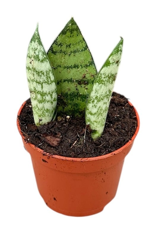 Rare Sansevieria Collectors Mix – 5 x 6cm Baby House Plants