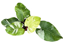 Aurea Fresh Philodendron 17cm Pot House Plant