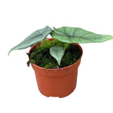 10 - 15cm Alocasia Bisma Silver House Plant 10,5 cm Pot
