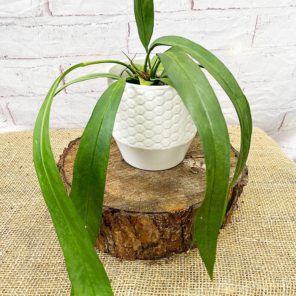 10 - 15cm Anthurium Vittarifolium 10.5cm Pot House Plant 