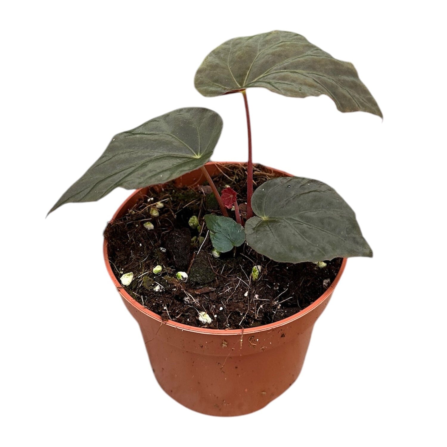 10 - 15cm Begonia Pavonina House Plant 10,5 cm Pot House Plant
