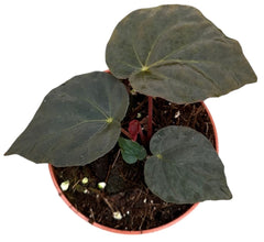 10 - 15cm Begonia Pavonina House Plant 10,5 cm Pot House Plant