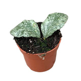 10 - 15cm Hoya Waymaniae Kapuas House Plant 10,5 cm Pot