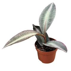 10 - 15cm Labisia Pumila 10.5cm Pot House Plant House Plant