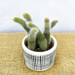 10-15cm Monkey Tail Cactus Hildewintera Colademononis in 7cm Pot House Plant