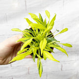 10 - 15cm Philodendron Xanadu Lime 10.5cm Pot House Plant