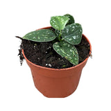 10 - 15cm Scindapsus Tricolour Pothos 10cm Pot House Plant House Plant