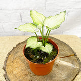 10 - 15cm Syngonium Mouse Ears 10cm Pot House Plant House Plant