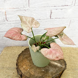 10 - 15cm Syngonium Pink Perfection 10cm Pot House Plant