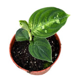 10 - 20cm Aglaonema Pictum Bicolor 10.5cm Pot House Plant House Plant
