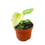 10 - 20cm Anthurium Chamberlainii X House Plant 10.5cm Pot House Plant