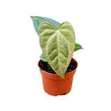 10 - 20cm Anthurium Nigrolaminum Gigi x Forgetii House Plant 10.5cm Pot House Plant