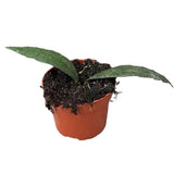 10 - 20cm Hoya Clemensiorum Sumatra 10.5cm Pot House Plant