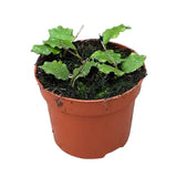 10 - 20cm Hoya Endauensis 10.5cm Pot House Plant House Plant