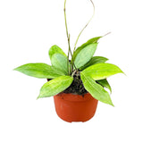 10 - 20cm Hoya Nicholsoniae 10.5cm Pot House Plant