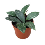 10 - 20cm Hoya Rundumensis Splash 10.5cm Pot House Plant