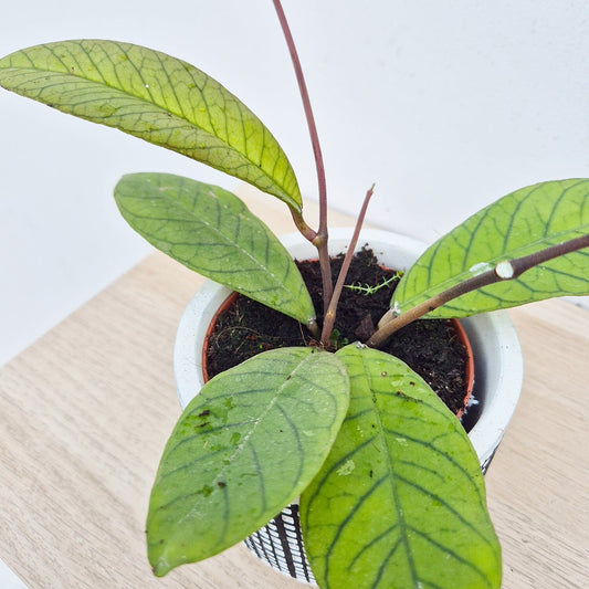 10 - 20cm Hoya Sp Sabah 10.5cm Pot House Plant House Plant