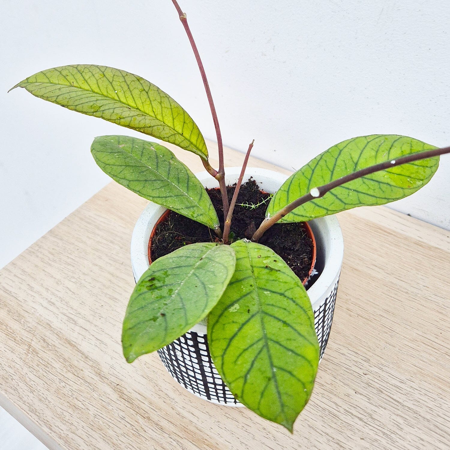 10 - 20cm Hoya Sp Sabah 10.5cm Pot House Plant House Plant