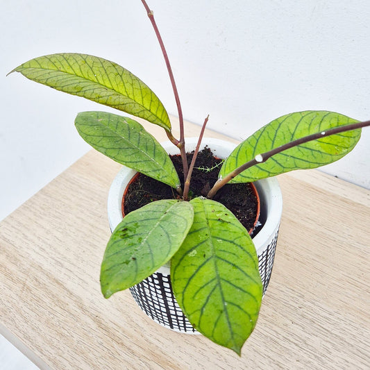 10 - 20cm Hoya Sp Sabah 10.5cm Pot House Plant House Plant
