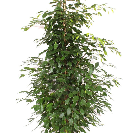 100 - 120cm Ficus Danielle Rubber Plant 21cm Pot House Plant House Plant