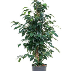 100 - 120cm Ficus Danielle Rubber Plant 21cm Pot House Plant House Plant
