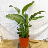 100 - 120cm Spathiphyllum Peace Lilly 24cm Pot House Plant House Plant