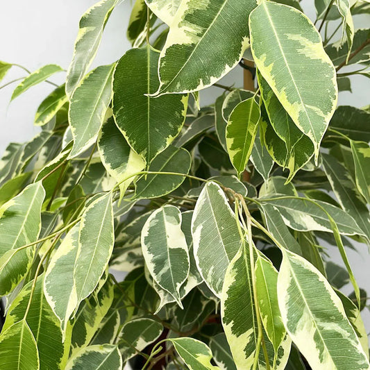 100 - 110cm Ficus Golden King Rubber House Plant 21cm Pot