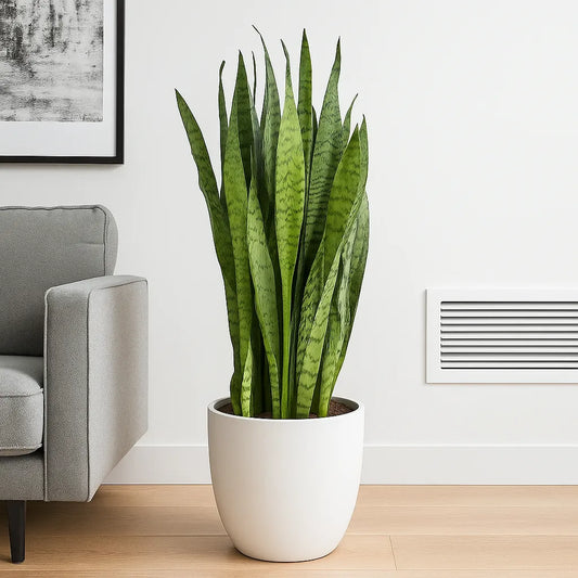 100 - 115cm Sansevieria Zeylanica Snake Plant 35cm Pot House Plant