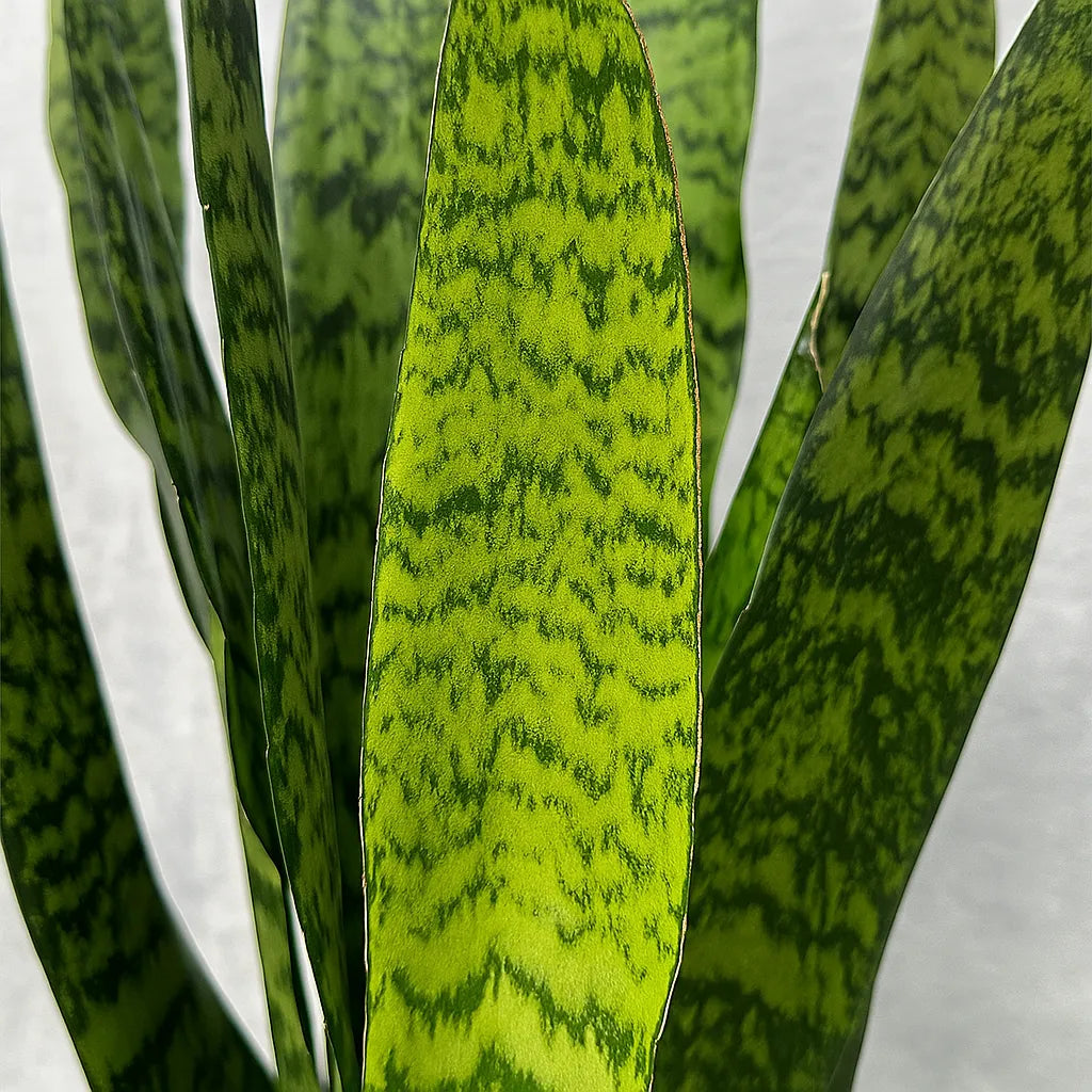 100 - 115cm Sansevieria Zeylanica Snake Plant 35cm Pot House Plant