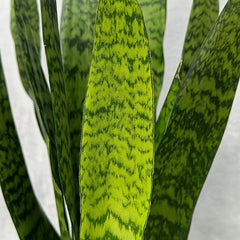 100 - 115cm Sansevieria Zeylanica Snake Plant 35cm Pot House Plant