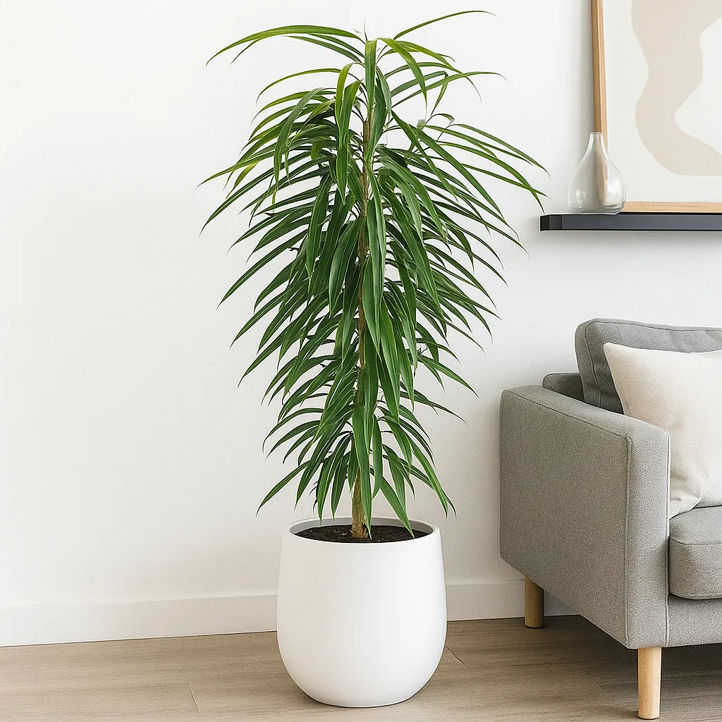 100 - 120cm Ficus Binnendijkii Alii Rubber Plant 21cm Pot House Plant